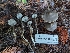  ( - HAY-F-004851)  @11 [ ] by-nc (2023) Warren Cardimona Fungal Diversity Survey