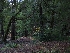  ( - HAY-F-004851)  @11 [ ] by-nc (2023) Warren Cardimona Fungal Diversity Survey