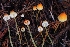  (Atheniella - HAY-F-004846)  @11 [ ] by-nc (2023) Warren Cardimona Fungal Diversity Survey