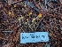  ( - HAY-F-004846)  @11 [ ] by-nc (2023) Warren Cardimona Fungal Diversity Survey