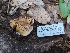  ( - HAY-F-005364)  @11 [ ] by-nc (2023) Warren Cardimona Fungal Diversity Survey