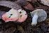  (Russula sp. CA19 - HAY-F-005365)  @11 [ ] by-nc (2023) Warren Cardimona Fungal Diversity Survey