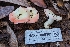  ( - HAY-F-005365)  @11 [ ] by-nc (2023) Warren Cardimona Fungal Diversity Survey