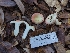  ( - HAY-F-005365)  @11 [ ] by-nc (2023) Warren Cardimona Fungal Diversity Survey