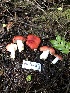  ( - HAY-F-007907)  @11 [ ] by-nc (2023) Dean Lyons Fungal Diversity Survey