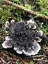  ( - HAY-F-007905)  @11 [ ] by-nc (2023) Dean Lyons Fungal Diversity Survey