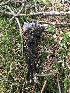  ( - HAY-F-007905)  @11 [ ] by-nc (2023) Dean Lyons Fungal Diversity Survey