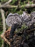  ( - HAY-F-007905)  @11 [ ] by-nc (2023) Dean Lyons Fungal Diversity Survey