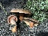 (Lactarius deliciosus var. areolatus - HAY-F-007902)  @11 [ ] by-nc (2023) Dean Lyons Fungal Diversity Survey