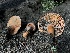  ( - HAY-F-007902)  @11 [ ] by-nc (2023) Dean Lyons Fungal Diversity Survey
