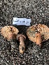  ( - HAY-F-007902)  @11 [ ] by-nc (2023) Dean Lyons Fungal Diversity Survey
