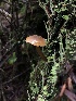  ( - HAY-F-007901)  @11 [ ] by-nc (2023) Dean Lyons Fungal Diversity Survey
