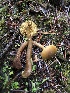  ( - HAY-F-007901)  @11 [ ] by-nc (2023) Dean Lyons Fungal Diversity Survey
