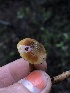  ( - HAY-F-007901)  @11 [ ] by-nc (2023) Dean Lyons Fungal Diversity Survey