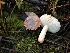  ( - HAY-F-005348)  @11 [ ] by-nc (2023) Dean Lyons Fungal Diversity Survey