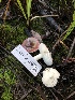  ( - HAY-F-005348)  @11 [ ] by-nc (2023) Dean Lyons Fungal Diversity Survey