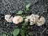  ( - HAY-F-005345)  @11 [ ] by-nc (2023) Dean Lyons Fungal Diversity Survey
