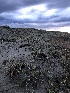  ( - HAY-F-005345)  @11 [ ] by-nc (2023) Dean Lyons Fungal Diversity Survey