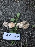  ( - HAY-F-005345)  @11 [ ] by-nc (2023) Dean Lyons Fungal Diversity Survey