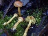  ( - HAY-F-005347)  @11 [ ] by-nc (2023) Dean Lyons Fungal Diversity Survey