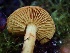  ( - HAY-F-005347)  @11 [ ] by-nc (2023) Dean Lyons Fungal Diversity Survey