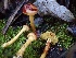  ( - HAY-F-005347)  @11 [ ] by-nc (2023) Dean Lyons Fungal Diversity Survey