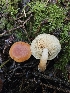  ( - HAY-F-007428)  @11 [ ] by (2023) Mandy Hackney Fungal Diversity Survey