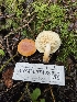  ( - HAY-F-007428)  @11 [ ] by (2023) Mandy Hackney Fungal Diversity Survey