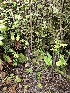  ( - HAY-F-007428)  @11 [ ] by (2023) Mandy Hackney Fungal Diversity Survey