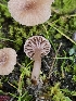  ( - HAY-F-007429)  @11 [ ] by (2023) Mandy Hackney Fungal Diversity Survey