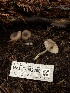  ( - HAY-F-002300)  @11 [ ] by-nc (2023) Dean Lyons Fungal Diversity Survey