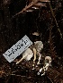  ( - HAY-F-002304)  @11 [ ] by-nc (2023) Dean Lyons Fungal Diversity Survey