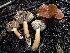  ( - HAY-F-002305)  @11 [ ] by-nc (2023) Dean Lyons Fungal Diversity Survey
