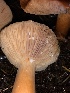 ( - HAY-F-002305)  @11 [ ] by-nc (2023) Dean Lyons Fungal Diversity Survey