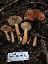 ( - HAY-F-002305)  @11 [ ] by-nc (2023) Dean Lyons Fungal Diversity Survey