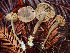  (Rhodocybe sp. CA05 - HAY-F-005354)  @11 [ ] by-nc (2023) Dean Lyons Fungal Diversity Survey