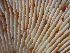  ( - HAY-F-002304)  @11 [ ] by-nc (2023) Dean Lyons Fungal Diversity Survey