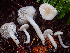 (Hygrophorus subaromaticus - HAY-F-002303)  @11 [ ] by-nc (2023) Dean Lyons Fungal Diversity Survey