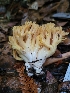  ( - HAY-F-008148)  @11 [ ] by-nc (2023) Harte Singer Fungal Diversity Survey