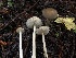  (Melanoleuca subcinereiformis - HAY-F-002308)  @11 [ ] by-nc (2023) Dean Lyons Fungal Diversity Survey