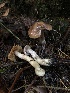  ( - HAY-F-002310)  @11 [ ] by-nc (2023) Dean Lyons Fungal Diversity Survey