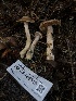  ( - HAY-F-002310)  @11 [ ] by-nc (2023) Dean Lyons Fungal Diversity Survey
