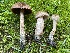  ( - HAY-F-007612)  @11 [ ] by-nc (2023) Damon Tighe Fungal Diversity Survey