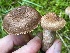  ( - HAY-F-007612)  @11 [ ] by-nc (2023) Damon Tighe Fungal Diversity Survey