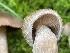 ( - HAY-F-007612)  @11 [ ] by-nc (2023) Damon Tighe Fungal Diversity Survey