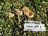  ( - LA-F-000323)  @11 [ ] by-nc (2023) Christian Schwarz Fungal Diversity Survey