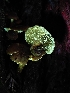  ( - HAY-F-007426)  @11 [ ] by (2023) Mandy Hackney Fungal Diversity Survey