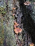  ( - HAY-F-007426)  @11 [ ] by (2023) Mandy Hackney Fungal Diversity Survey