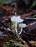  (Hemimycena sp. CA10 - HAY-F-007434)  @11 [ ] by (2023) Mandy Hackney Fungal Diversity Survey