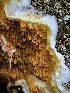  (Serpula sp. CA01 - HAY-F-007436)  @11 [ ] by (2023) Mandy Hackney Fungal Diversity Survey